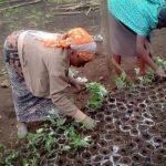 plantation d'arbre Kibumba