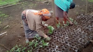 plantation d'arbre Kibumba