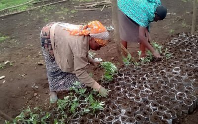 plantation d'arbre Kibumba