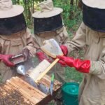 RECOLTE DU MIEL ACOPED