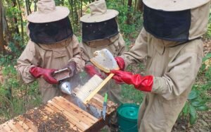 RECOLTE DU MIEL ACOPED